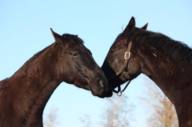 Two black horses nuzzling clipart