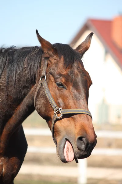 Oud bruin paard geeuwen — Stockfoto