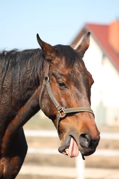 Old brown horse yawning — Stock Photo, Image