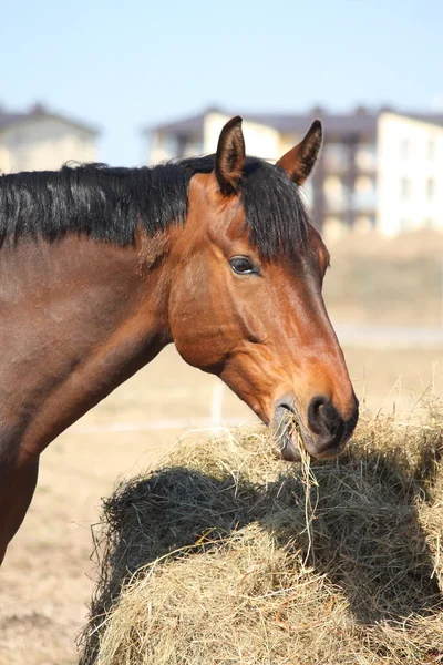 Cavalo de baía comendo feno no campo — Fotografia de Stock