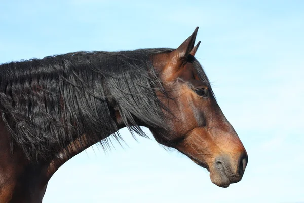 Cavalo de baía com longo retrato de crina no fundo do céu — Fotografia de Stock