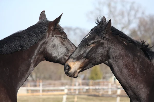 Dos caballos negros jugando — Foto de Stock
