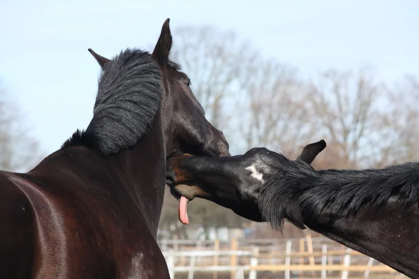 Due cavalli neri che giocano — Foto Stock