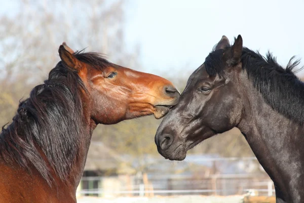 Коричневые и черные лошади играют — стоковое фото