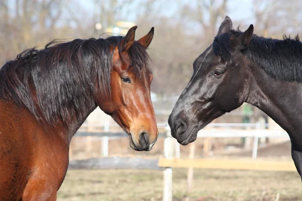 茶色と黒の馬を再生 — ストック写真