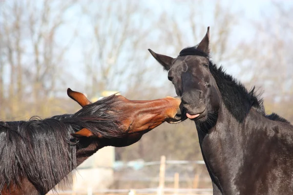 Kahverengi ve siyah atlar oynarken — Stok fotoğraf
