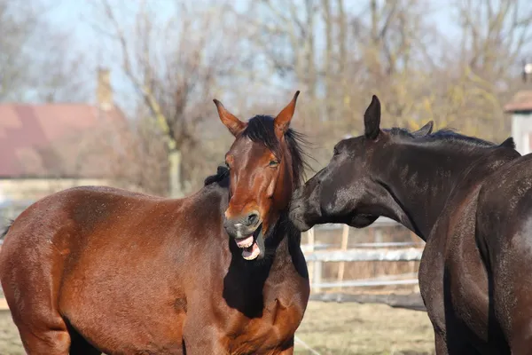 stock image Brown horse laughing about black horse