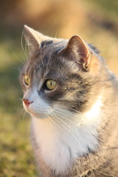 정원에서 회색 고양이 초상화 — 스톡 사진