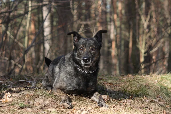 Счастливая собака лежит на земле в лесу — стоковое фото