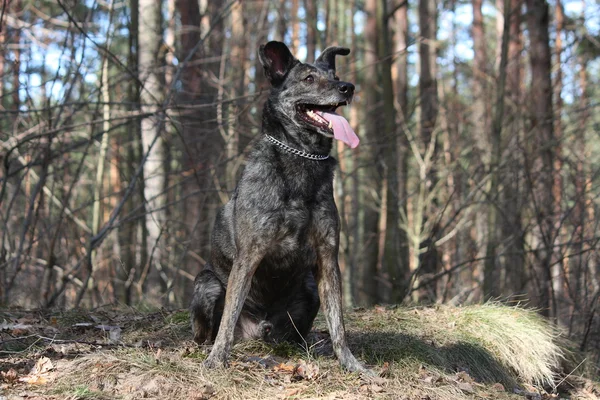 Vriendelijke gemengd ras hond portret in bos — Stockfoto