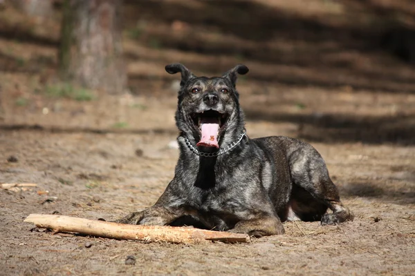 Счастливая собака лежит на земле в лесу — стоковое фото