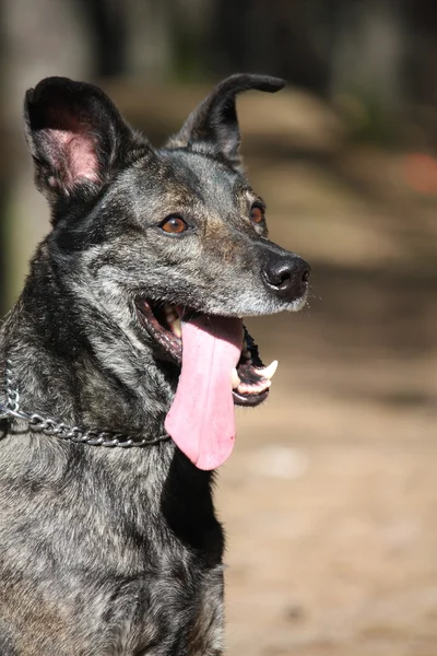 Amistoso retrato de perro de raza mixta en el bosque — Foto de Stock