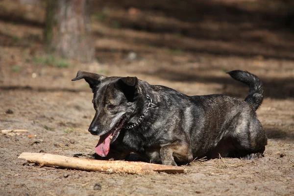 Orman içinde yerde yatan mutlu köpek — Stok fotoğraf