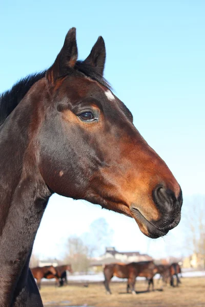 Коричневый портрет лошади на поле — стоковое фото