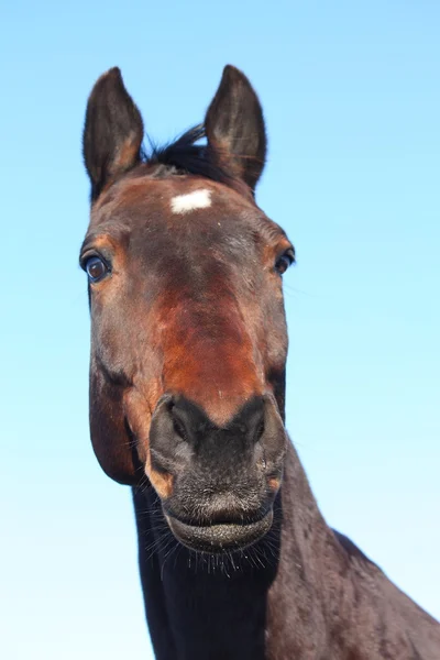 Portret brązowy koń — Zdjęcie stockowe