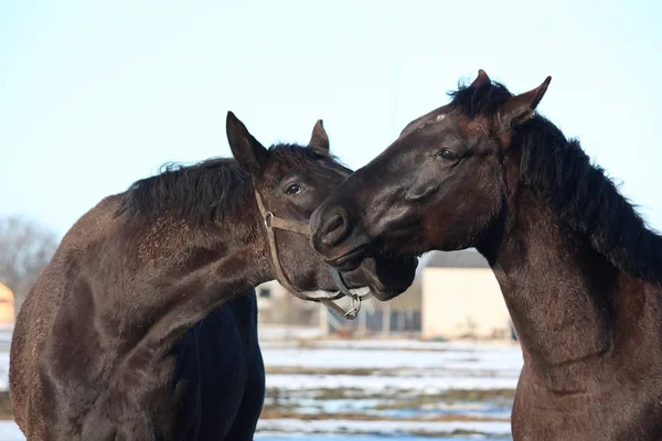 Two black horses nuzzling — Stock Photo, Image