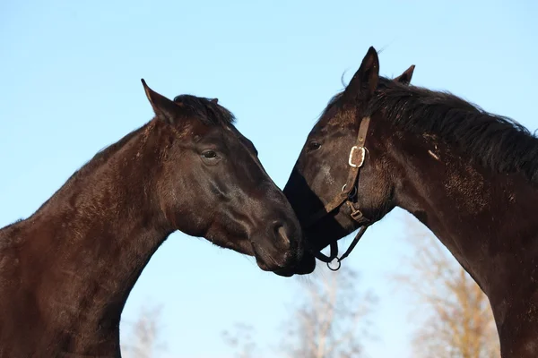 Dos caballos negros acurrucados — Foto de Stock