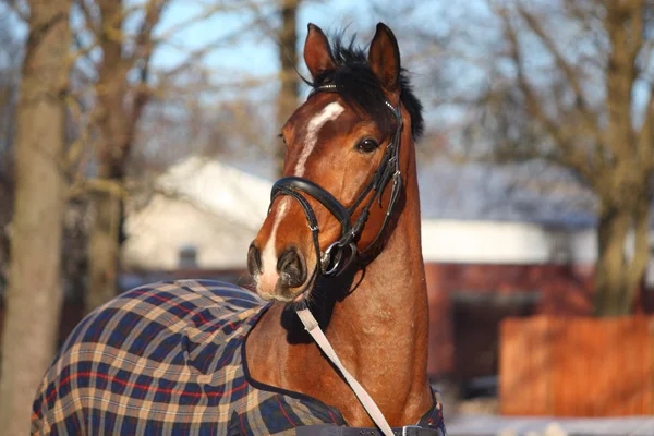 Brown horse in checkered coat — Stok Foto