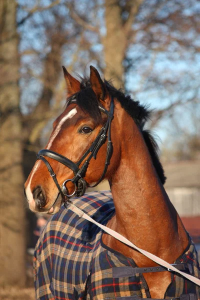 Cavalo castanho em casaco xadrez — Fotografia de Stock