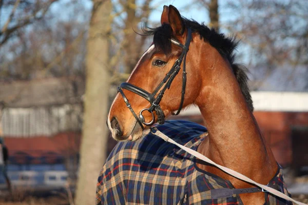 Brown horse in checkered coat — Stock Photo, Image