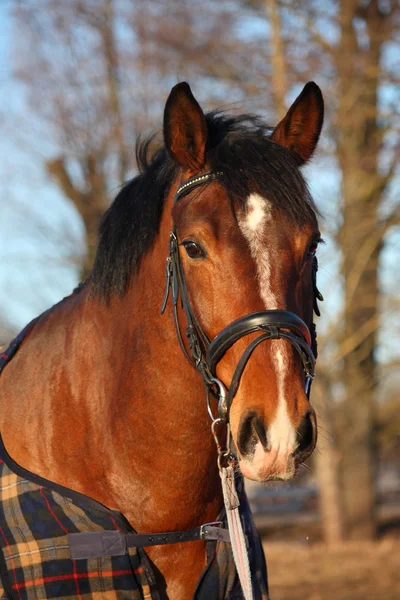 Коричневая лошадь в клетчатом пальто — стоковое фото