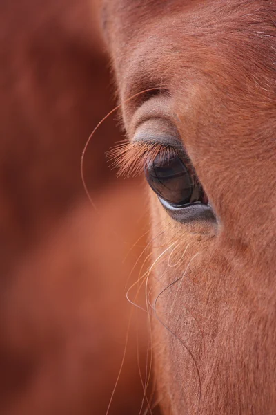 Лошадиный глаз каштана. — стоковое фото