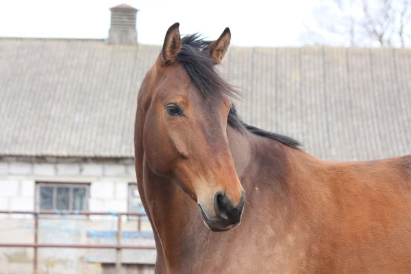 Bruin paard portret — Stockfoto