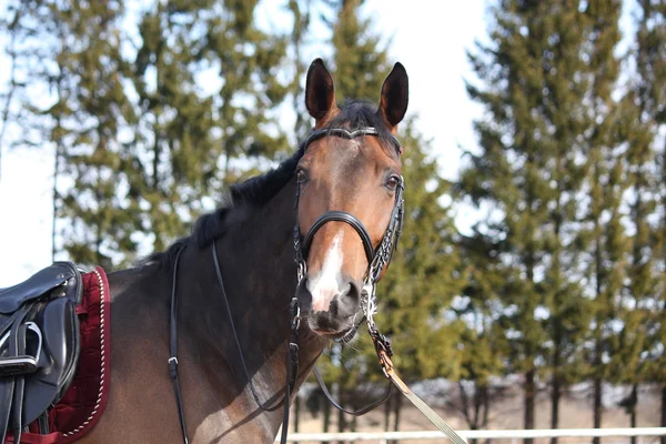 Красивый лавровый конь с уздечкой — стоковое фото
