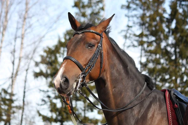 Vackra bay häst med betsel porträtt — Stockfoto