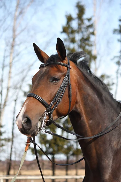 Hermoso caballo de bahía con retrato de brida — Foto de Stock