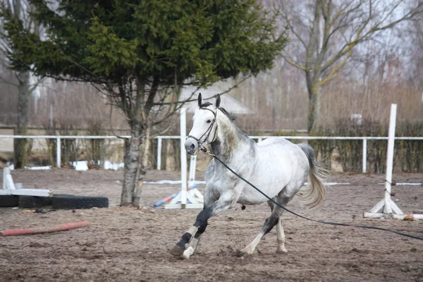 Cheval blanc galopant sur le terrain avec salon — Photo