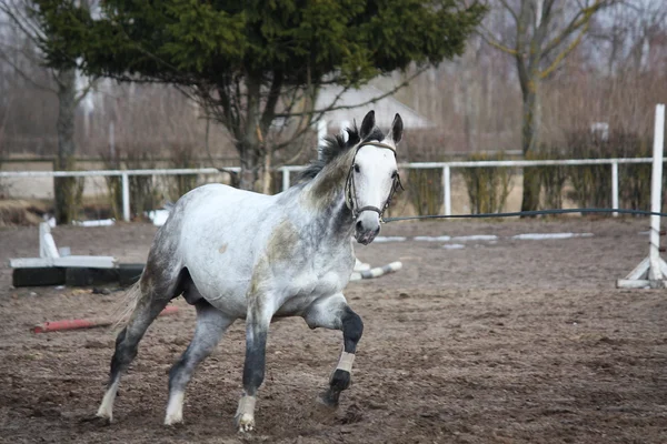 Cavalo branco galopando no campo com salão — Fotografia de Stock