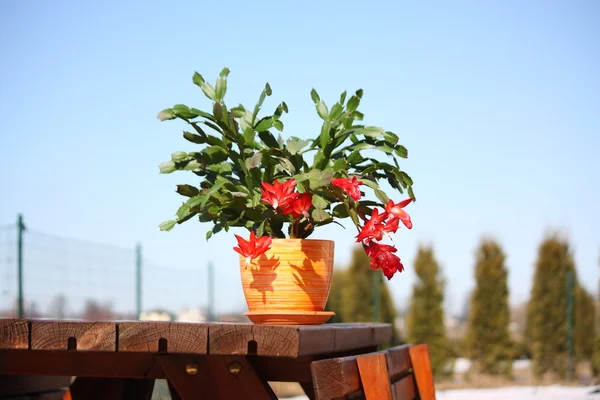 stock image Schlumbergera cactus with red flowers