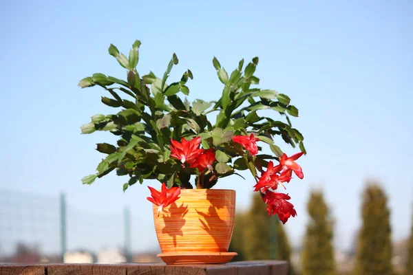 stock image Schlumbergera cactus with red flowers