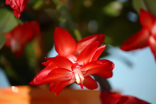 stock image Schlumbergera cactus with red flowers