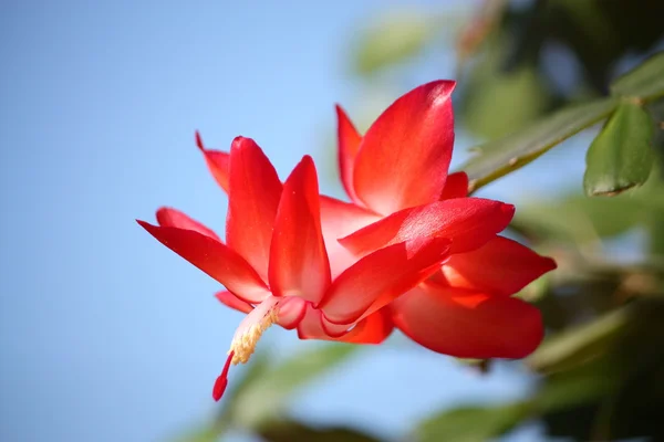 stock image Schlumbergera cactus with red flowers