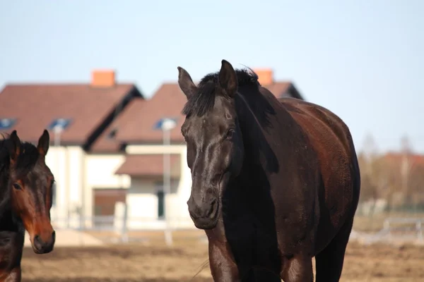 Чёрная лошадь на поле — стоковое фото