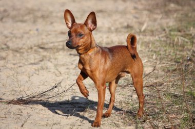 Brown russian toy on the walk clipart