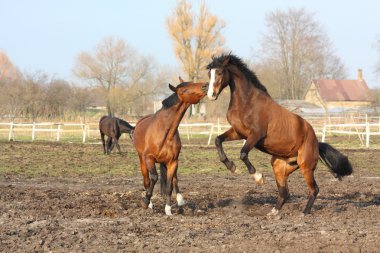 Two brown horses fighting clipart