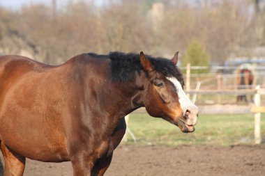 schattig baai paard gee