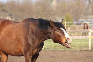 schattig baai paard gee