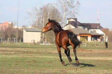 Brown horse running away clipart