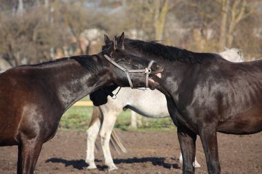 siyah at arka diğer at hakkında gülüyor