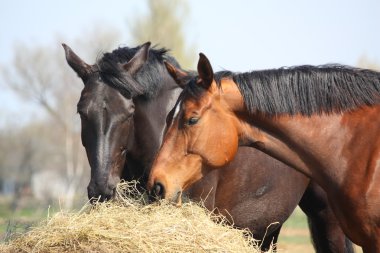 Two horses eating hay clipart