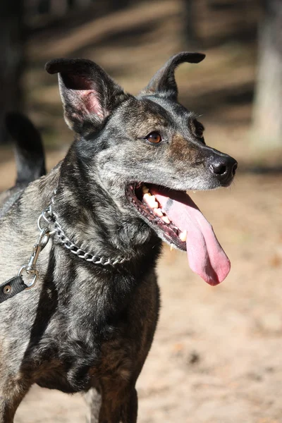 Portrait sympathique de chien de race mixte en forêt — Photo