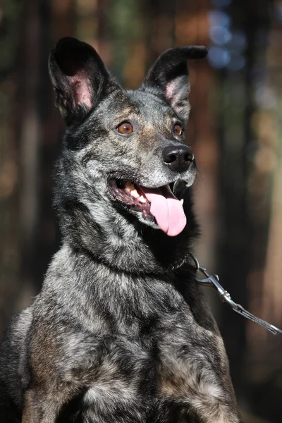 Portret przyjazny mieszany rasa psa w lesie — Zdjęcie stockowe