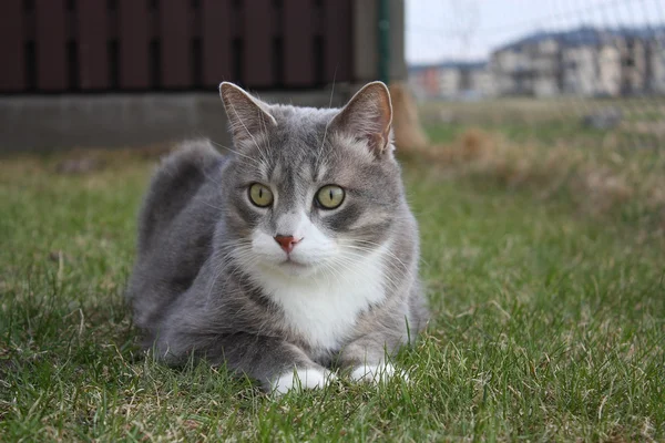 睡在草地上的灰猫 — 图库照片
