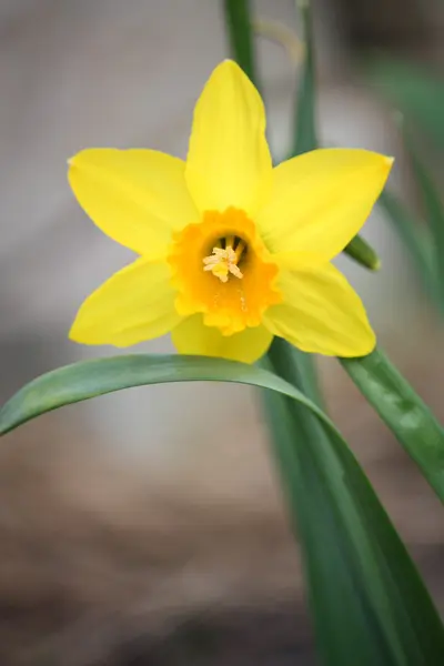 stock image Yellow daffodil