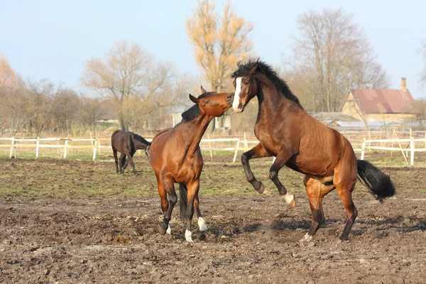 Due cavalli marroni che combattono — Foto Stock