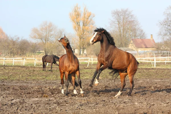 Dos caballos marrones peleando — Foto de Stock